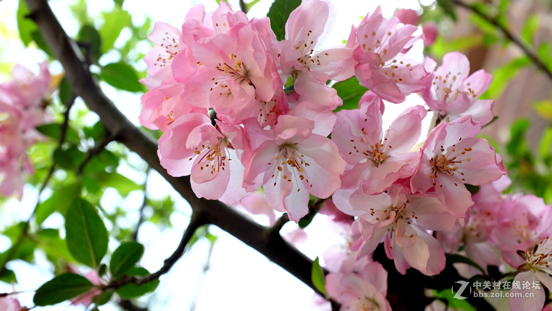 桃花
