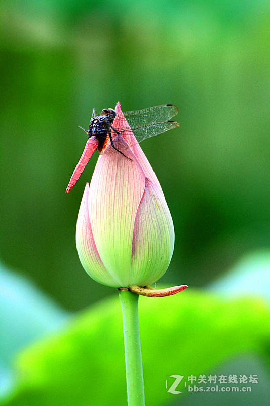 小荷尖尖角蜻蜓立上头