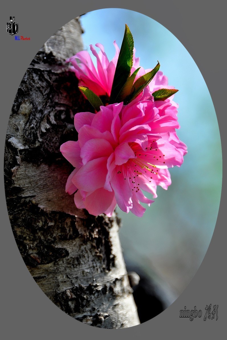 姹紫嫣红春满园