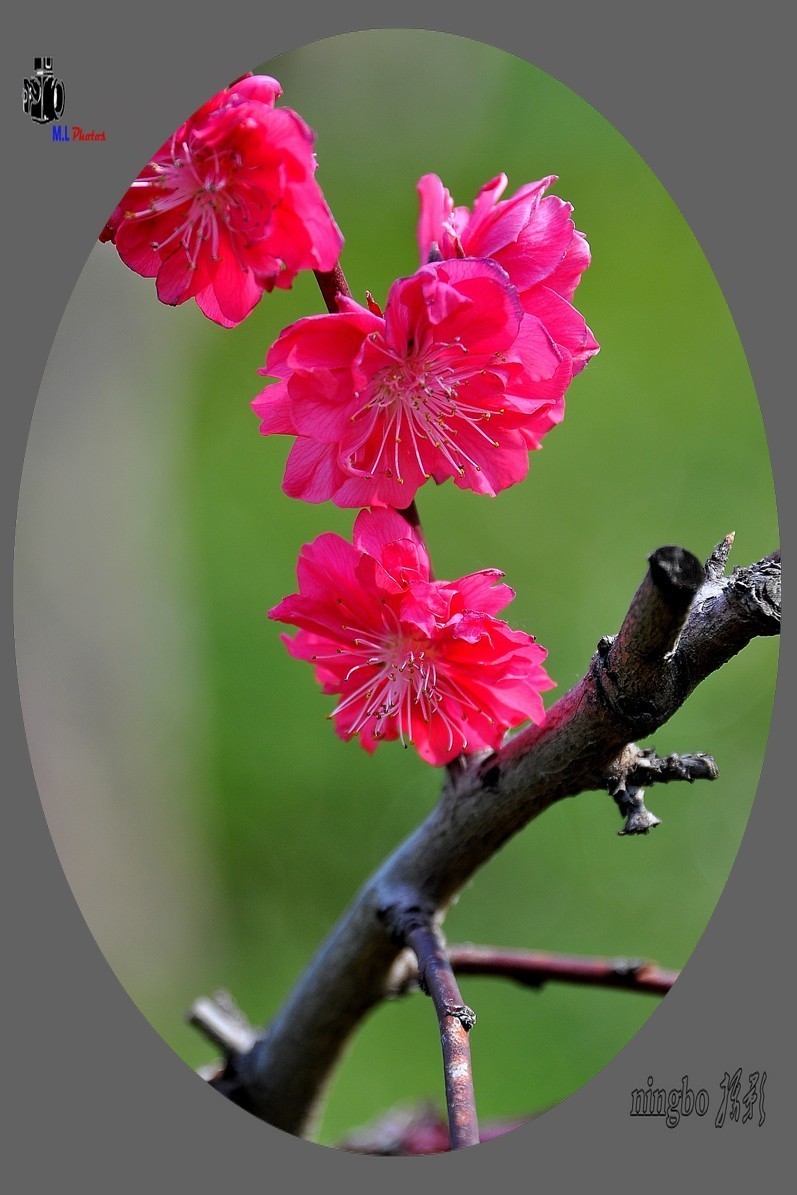 姹紫嫣红春满园