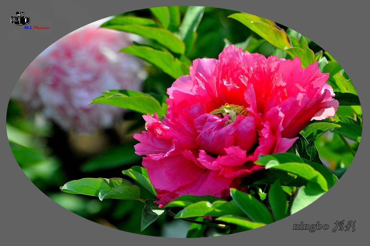 姹紫嫣红春满园