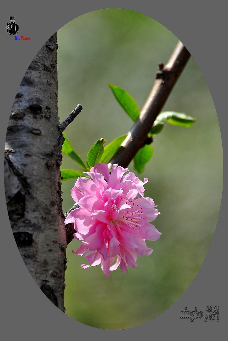 姹紫嫣红春满园