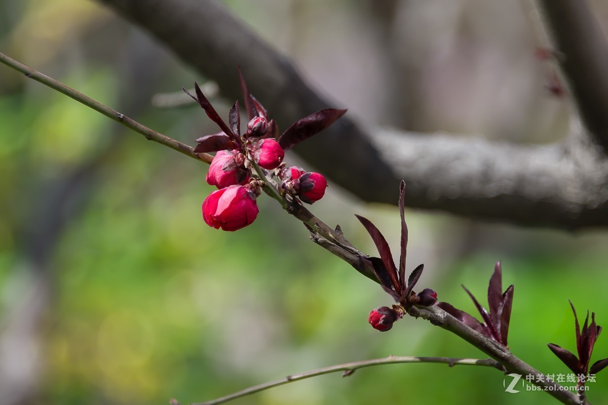一树碧桃醉春风