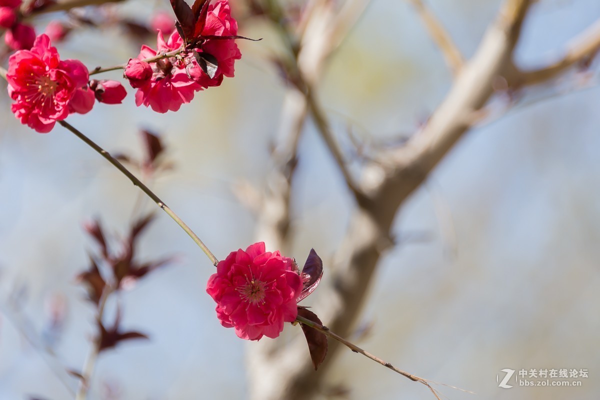 一树碧桃醉春风