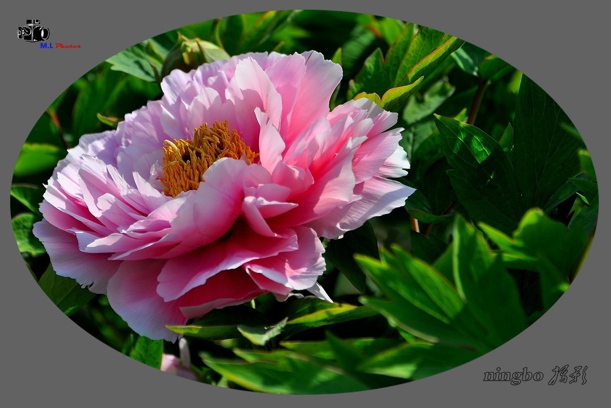 姹紫嫣红春满园