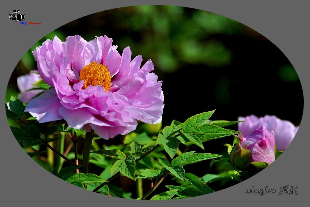 姹紫嫣红春满园