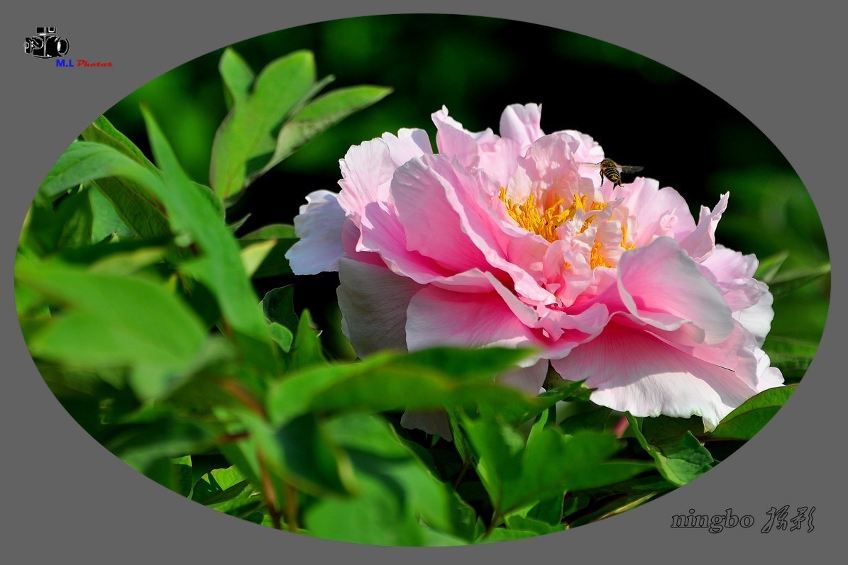 姹紫嫣红春满园