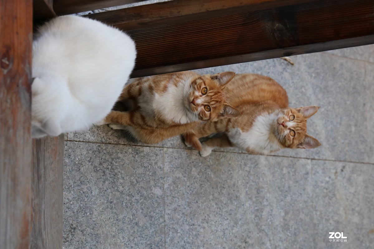 小猫咪