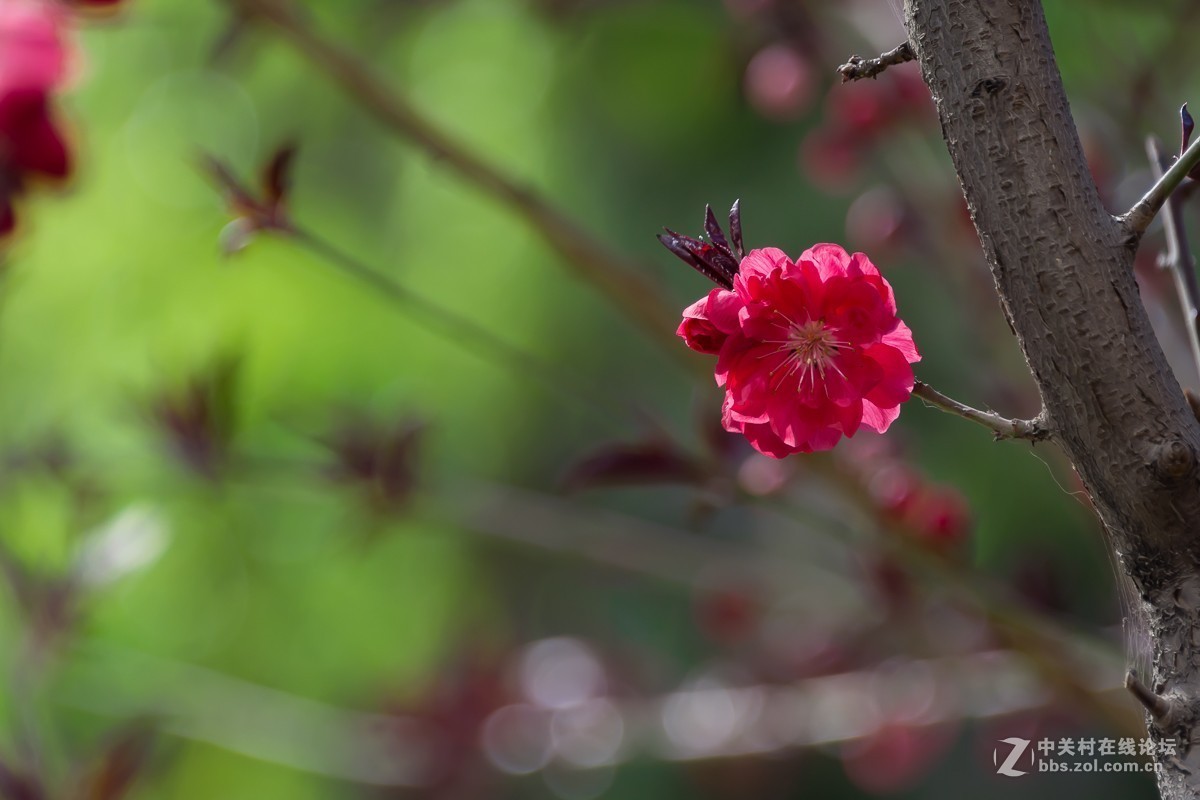 一树碧桃醉春风