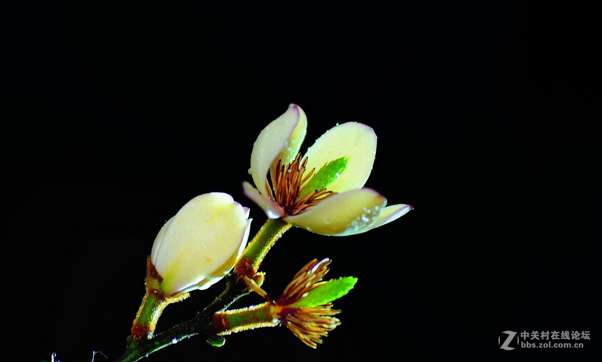 一组含笑花请多多指教