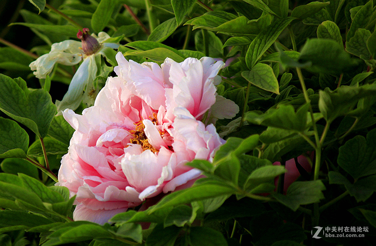 国色天香【牡丹】三、——迟到的祝贺