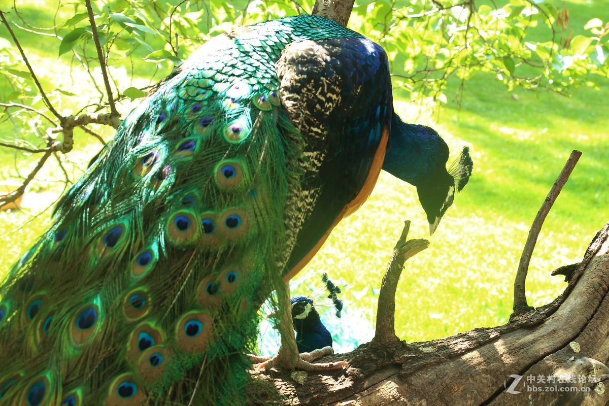 #镜头下的五一#+邛海钓虾虾