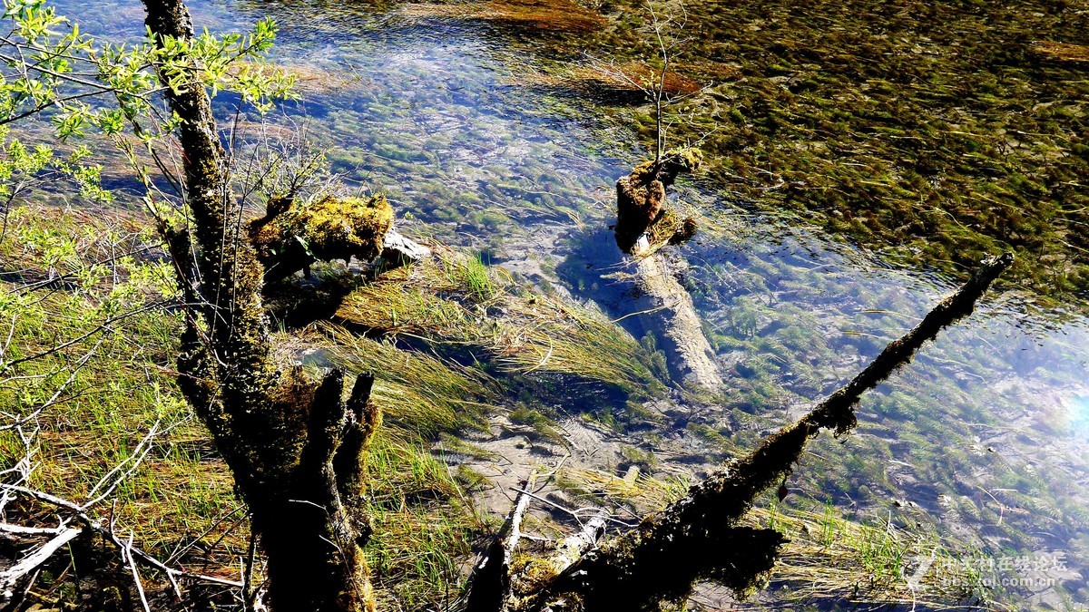 春光明媚九寨沟