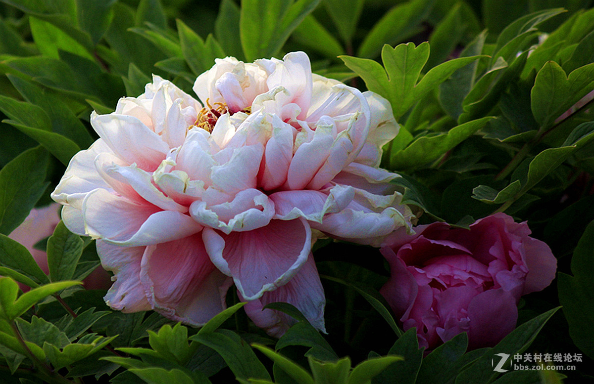 国色天香【牡丹】三、——迟到的祝贺