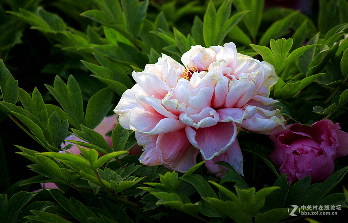 国色天香【牡丹】三、——迟到的祝贺