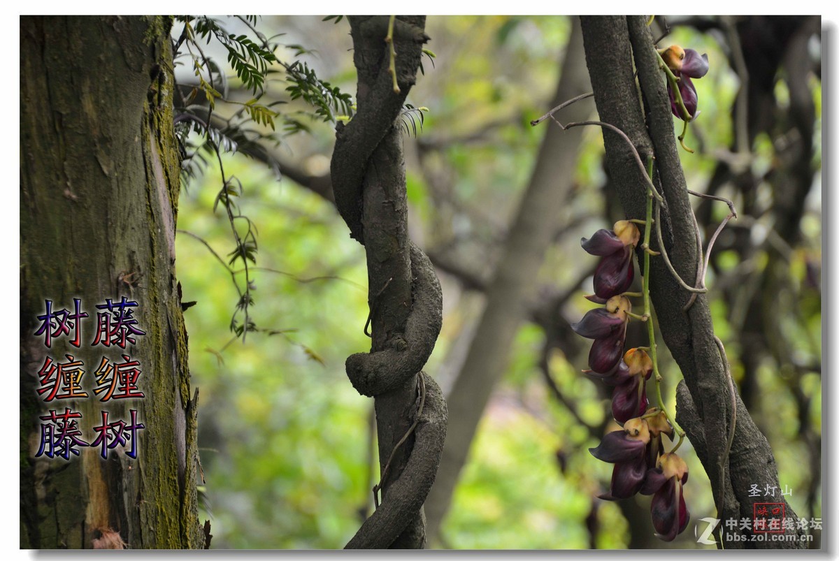 圣灯山森林公园