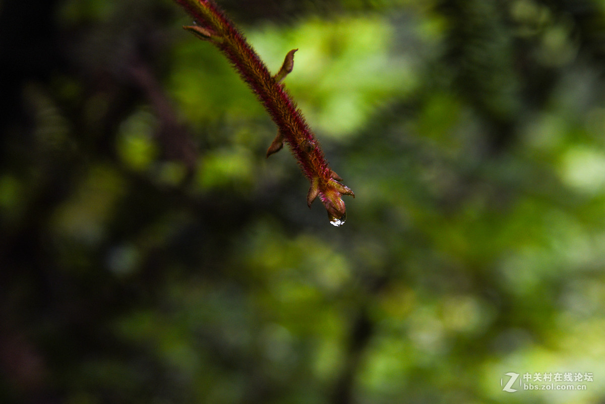 D750…山间小拍