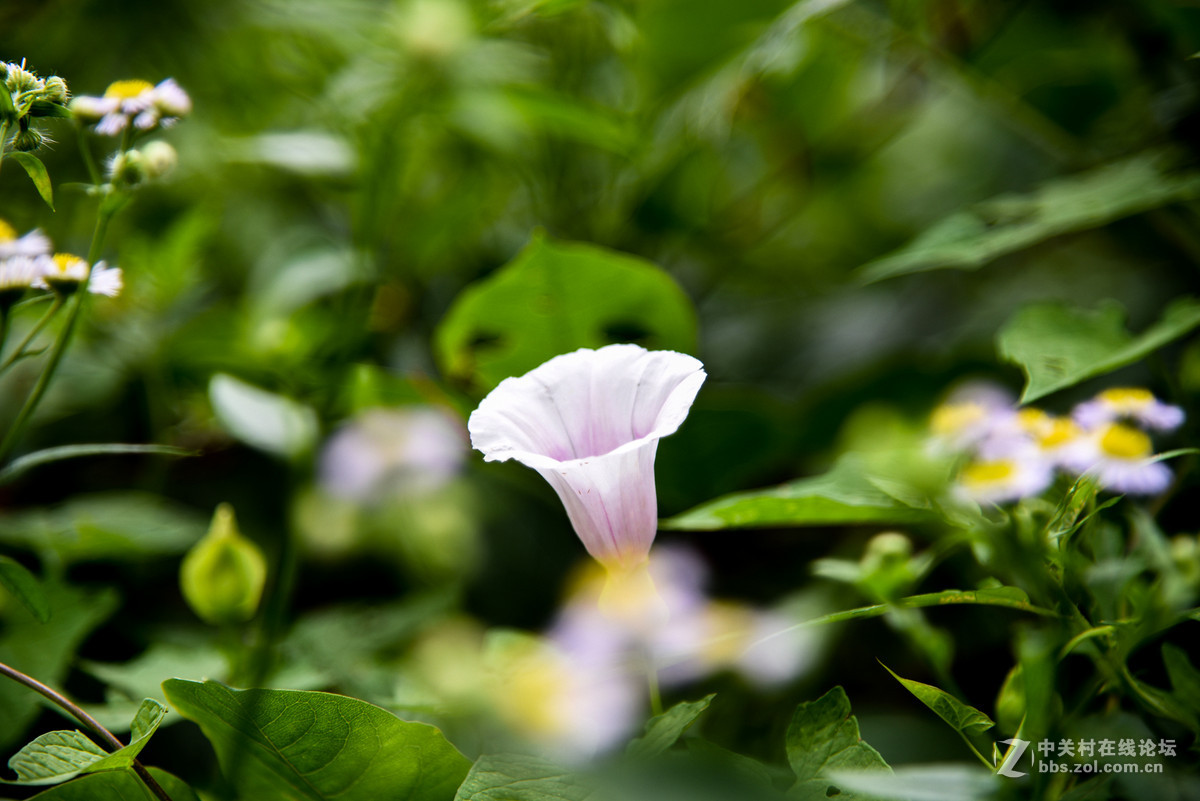 D750…山间小拍