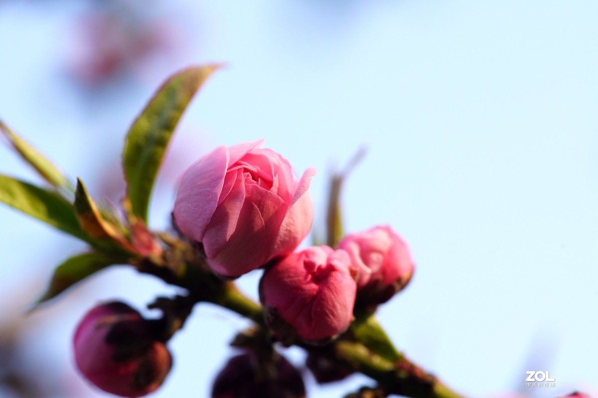 春发绿芽花开艳！