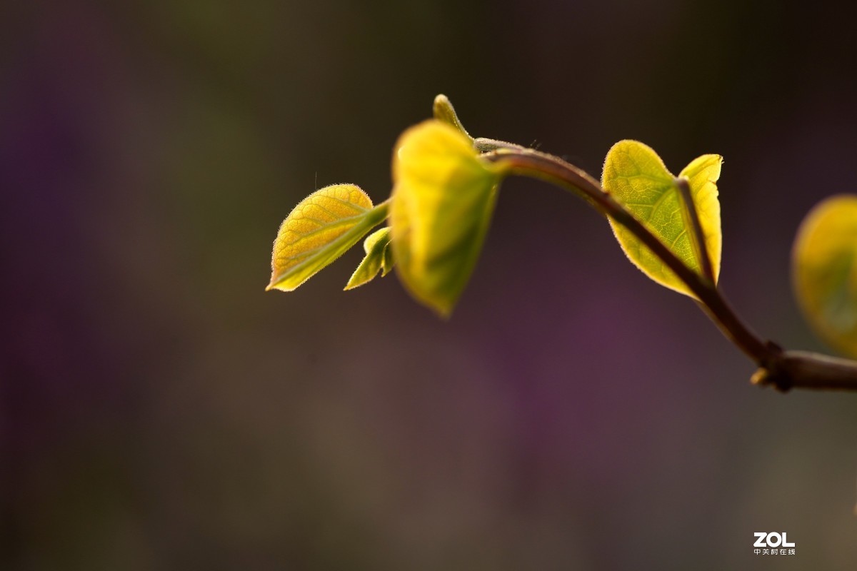 春发绿芽花开艳！
