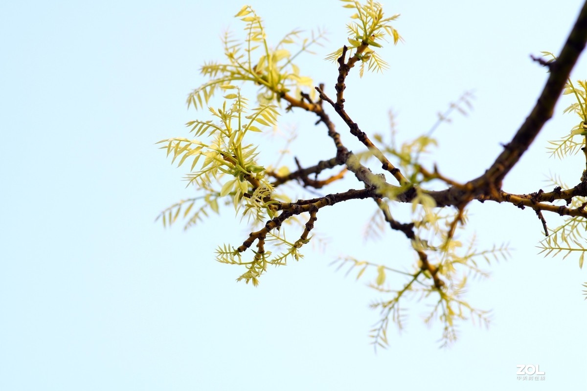 春发绿芽花开艳！