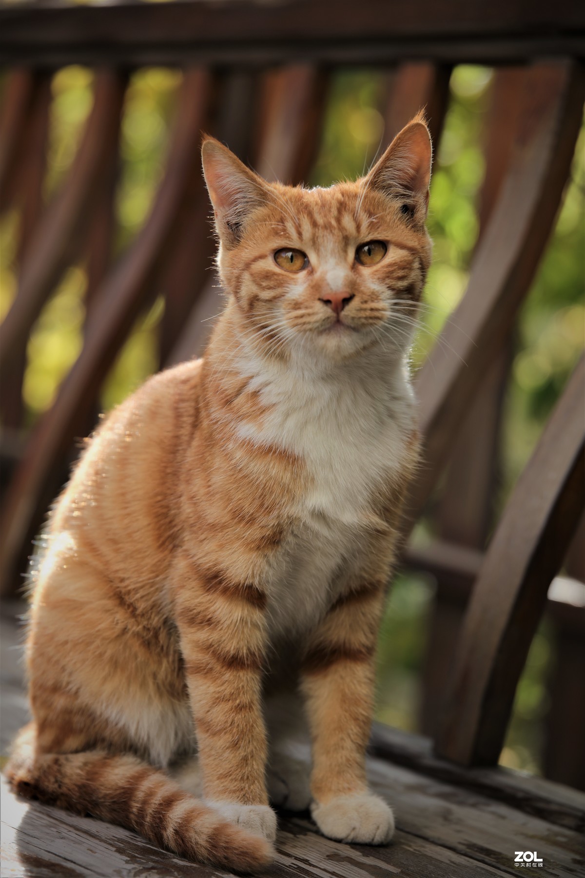 小猫咪
