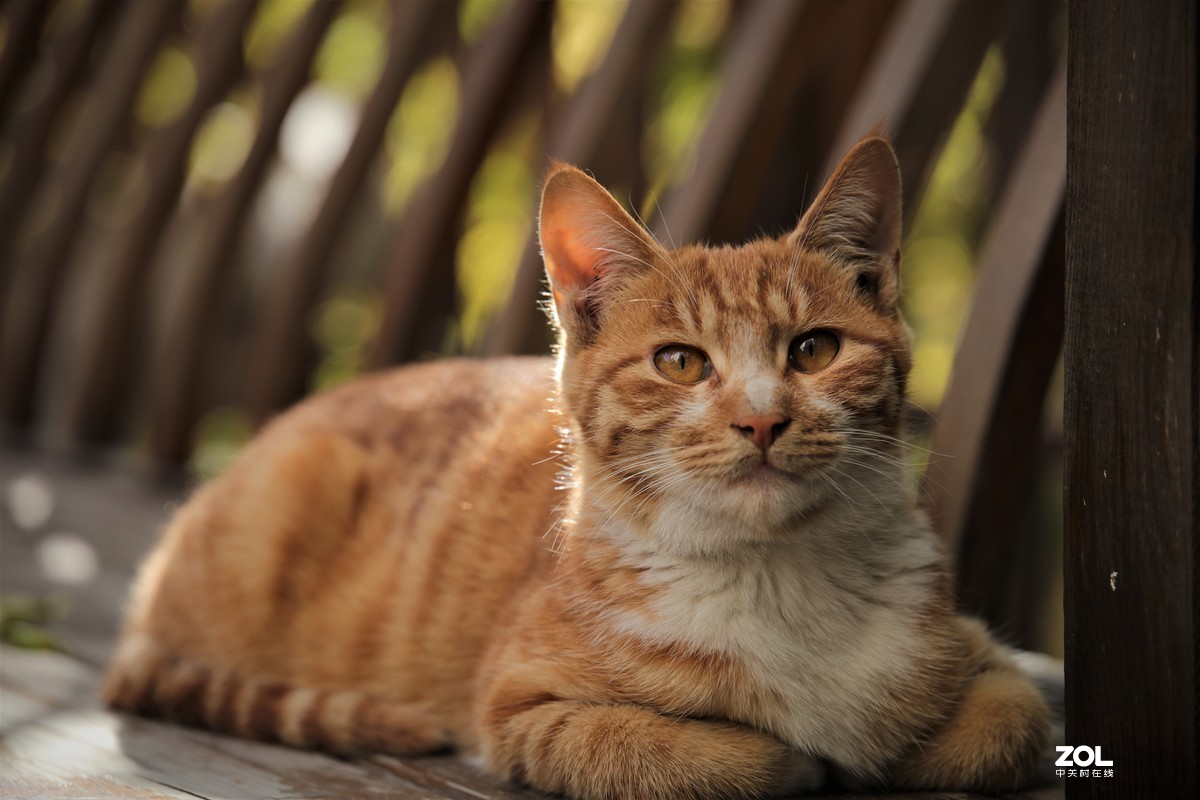 小猫咪