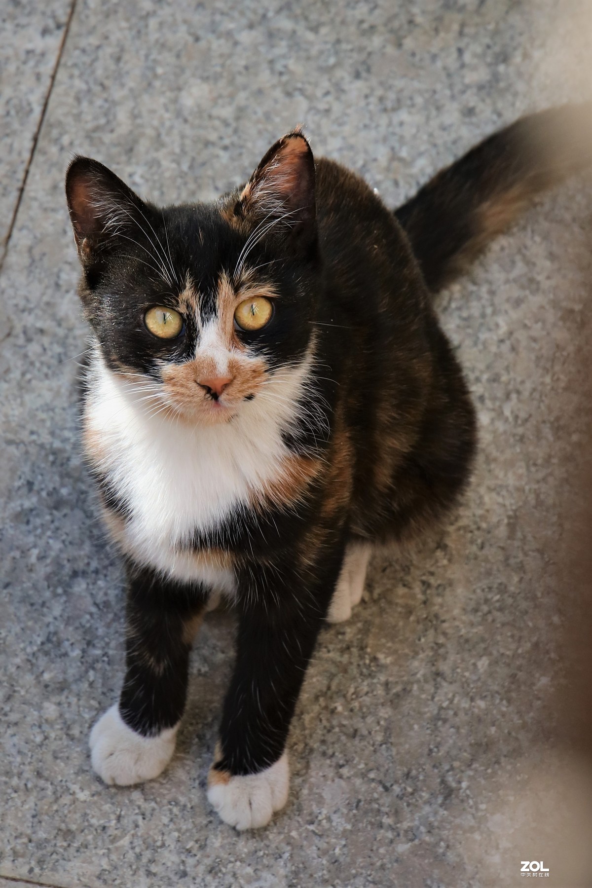 小猫咪