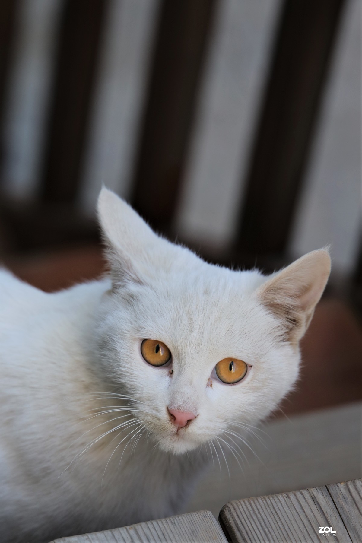 小猫咪