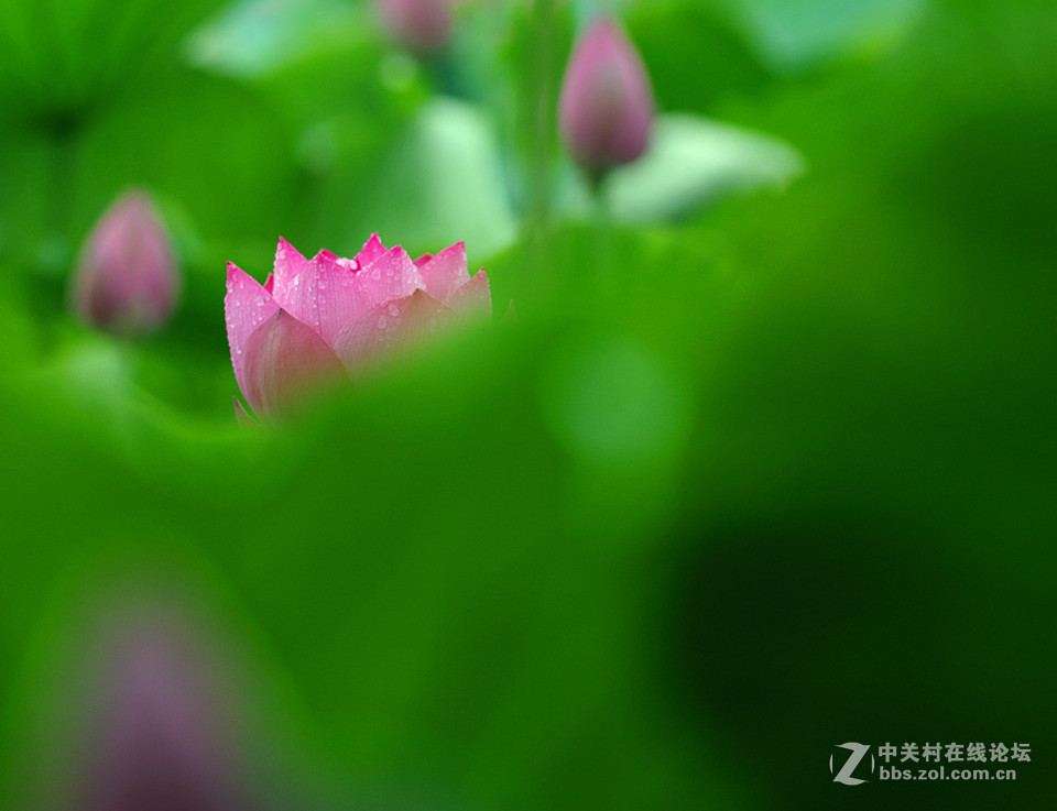 夏荷