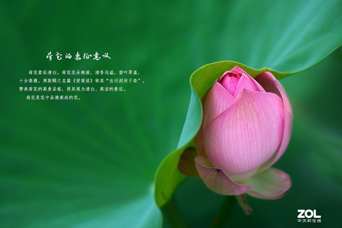 ［荷时赏荷］