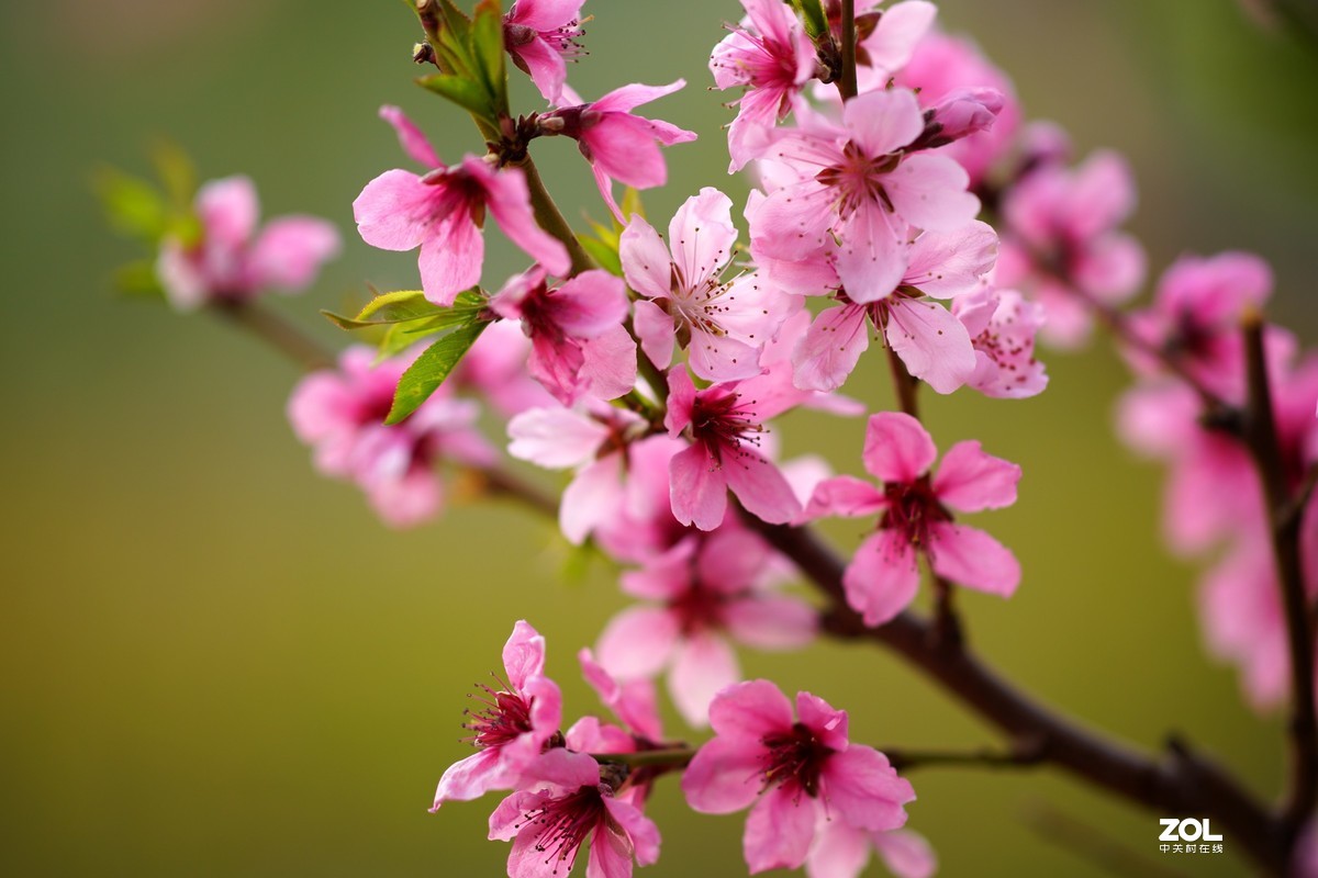 春发绿芽花开艳！