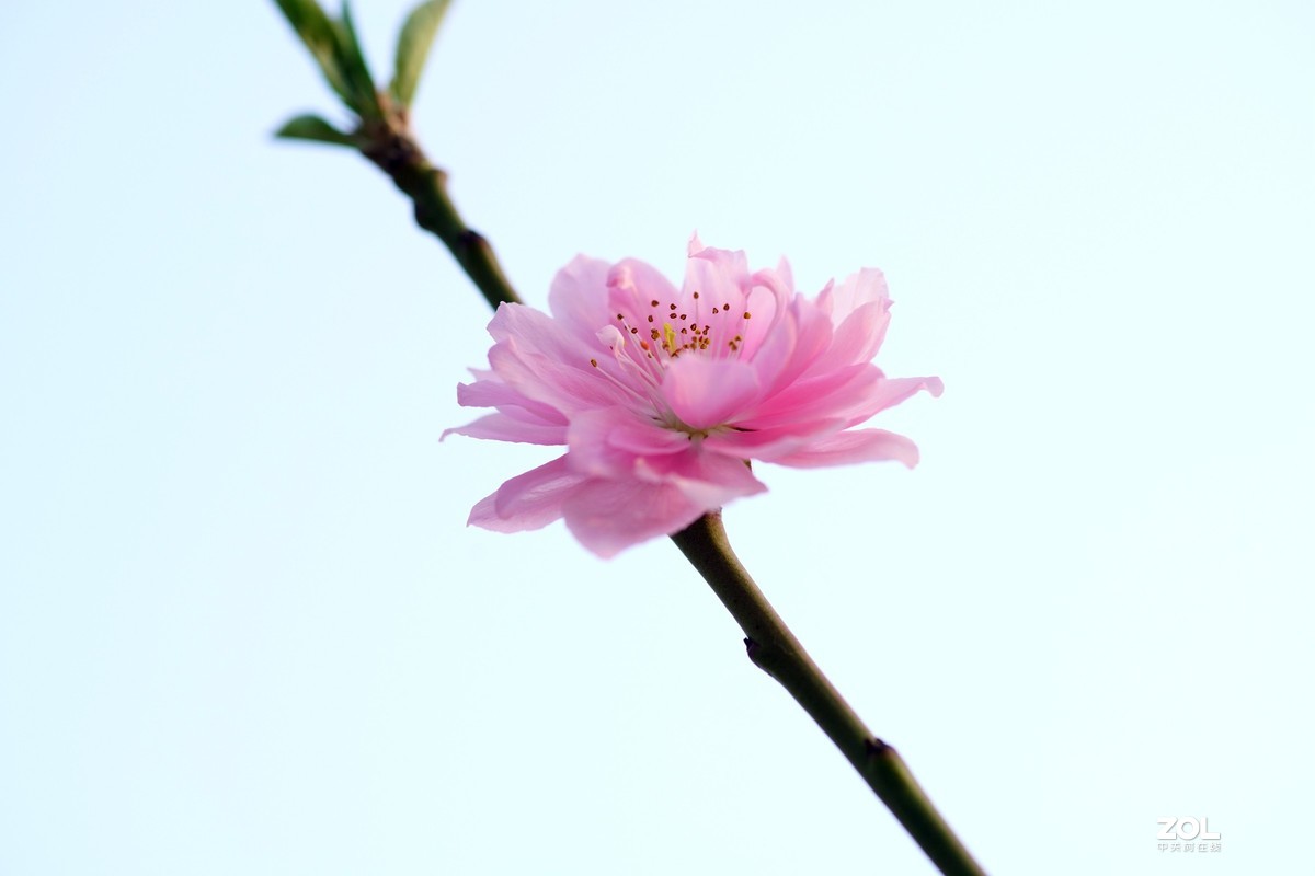 春发绿芽花开艳！