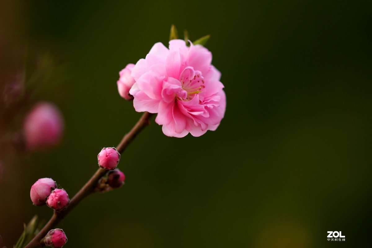 春发绿芽花开艳！