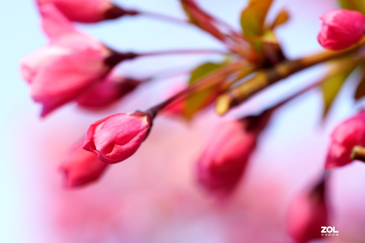 春发绿芽花开艳！