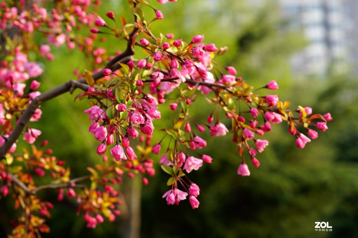 春发绿芽花开艳！