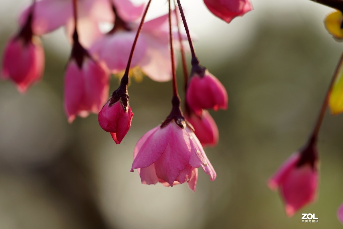 春发绿芽花开艳！