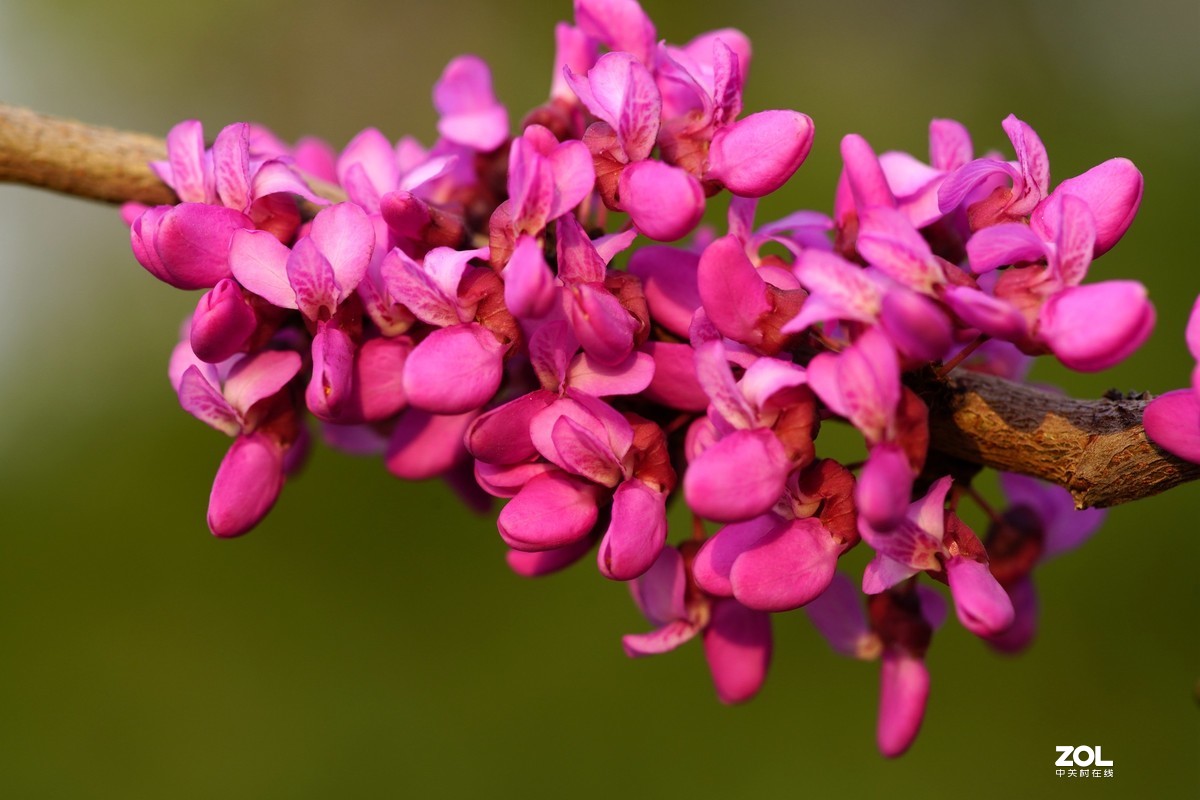 春发绿芽花开艳！