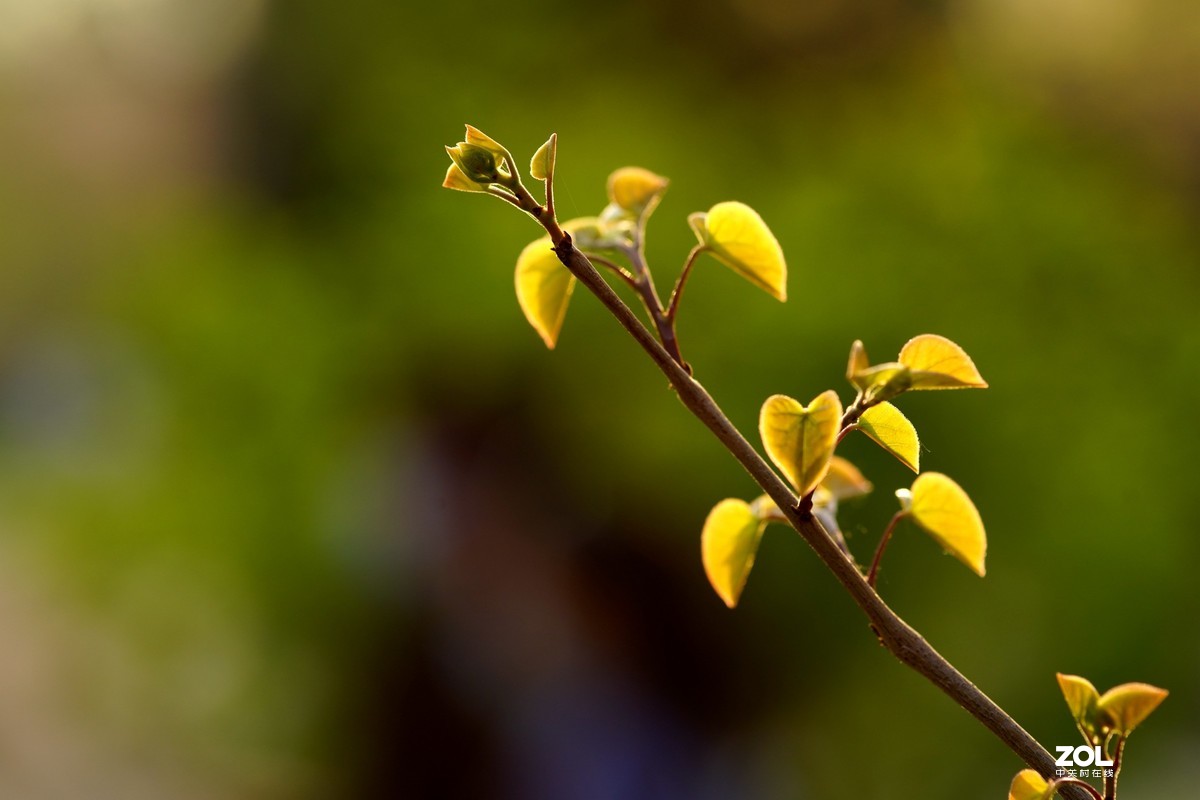 春发绿芽花开艳！