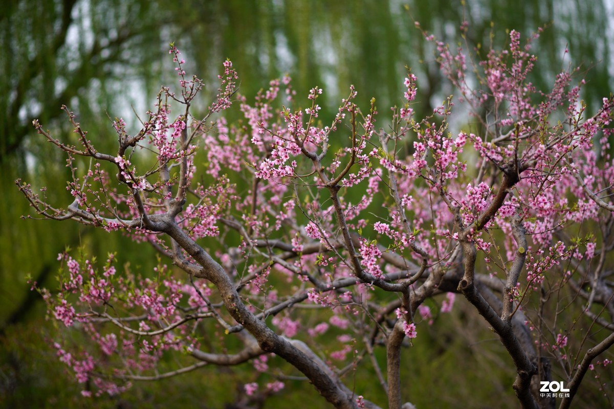 春发绿芽花开艳！