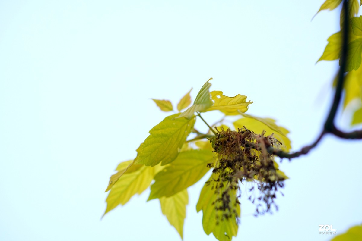 春发绿芽花开艳！