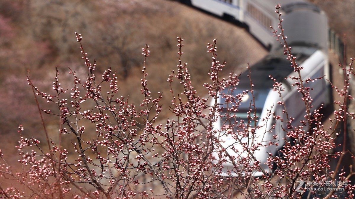 机车与花海