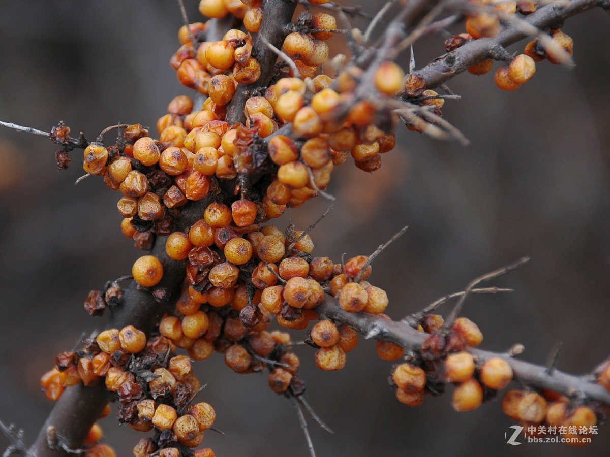 春天又到了，带着相机到村里去