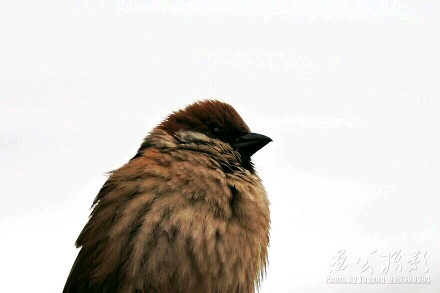 尼康P610下雨天打鸟，挑战铁手功。
