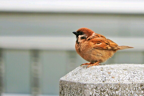 尼康P610下雨天打鸟，挑战铁手功。