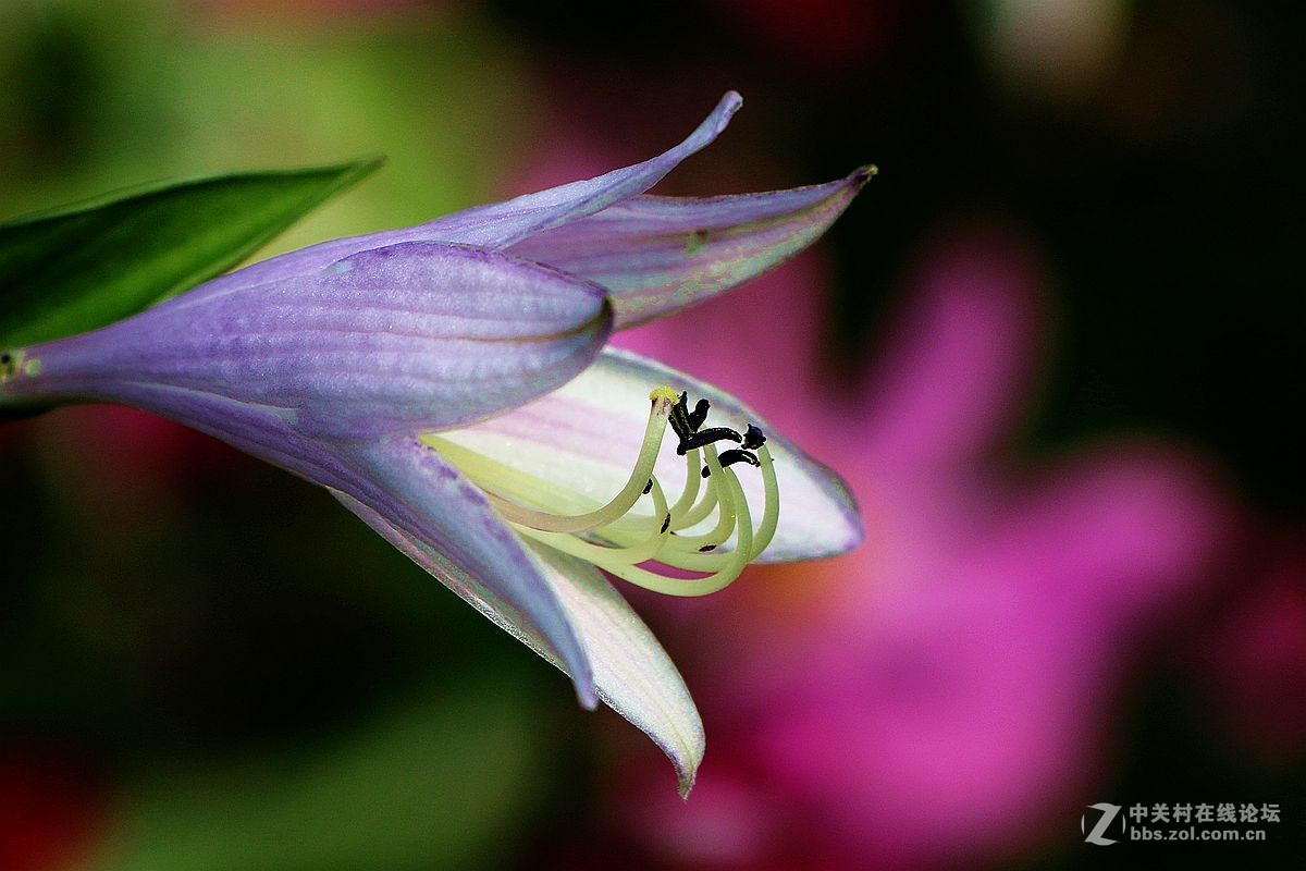 2015年059贴——玉簪花