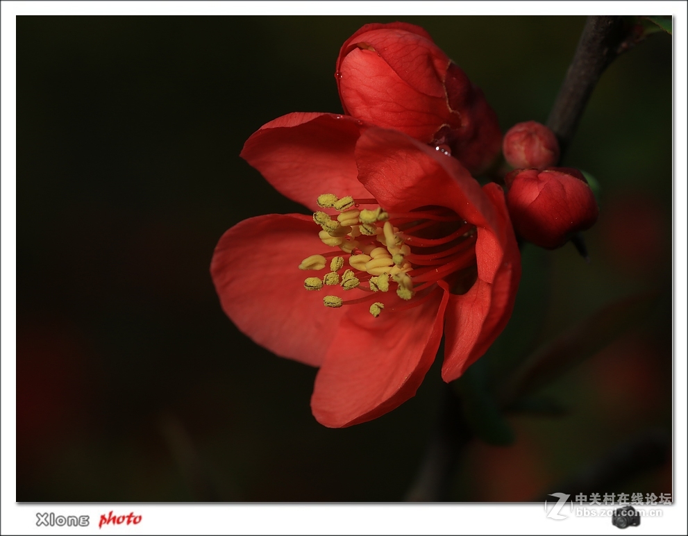 拍海棠微距看7D2的红色分辩力