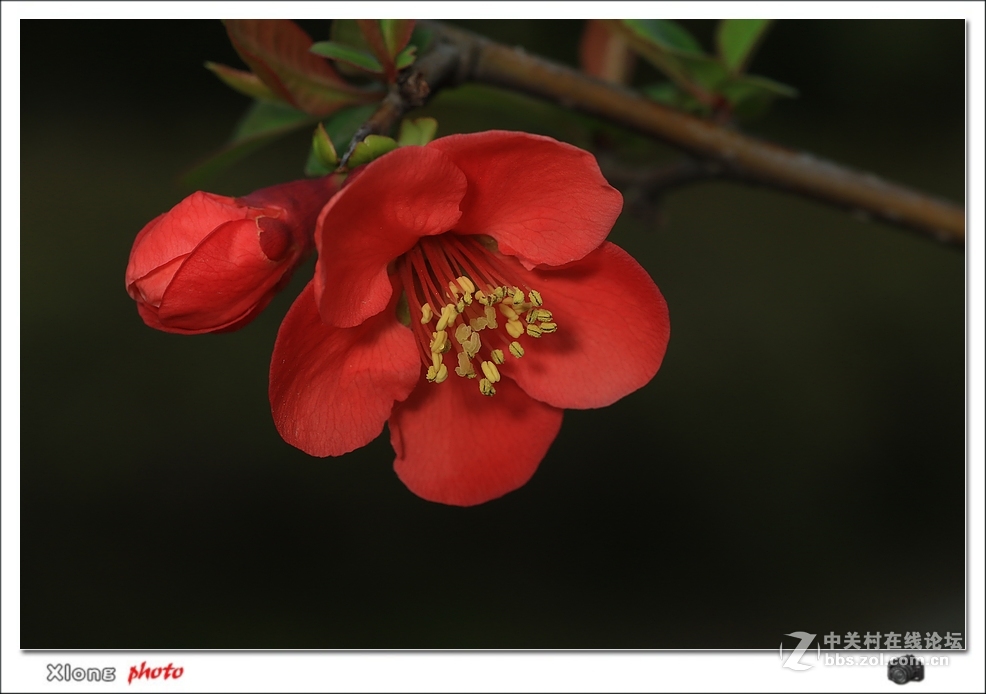 拍海棠微距看7D2的红色分辩力