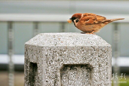 尼康P610下雨天打鸟，挑战铁手功。