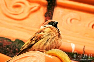 尼康P610下雨天打鸟，挑战铁手功。